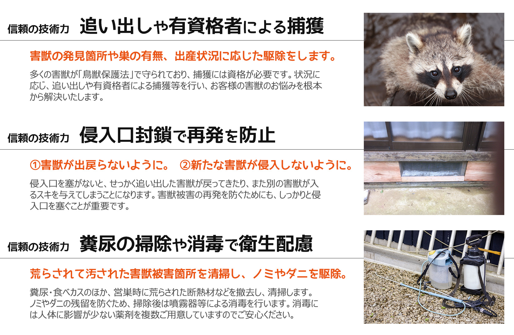 アライグマなどの害獣駆除の安心と信頼の技術力