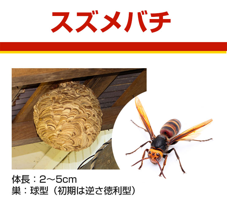 スズメバチ