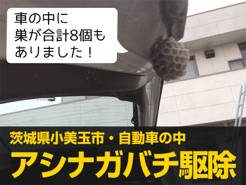 蜂や蜂の巣の駆除実績