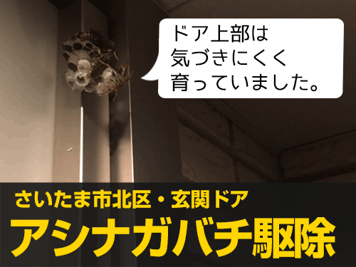 蜂や蜂の巣の駆除実績