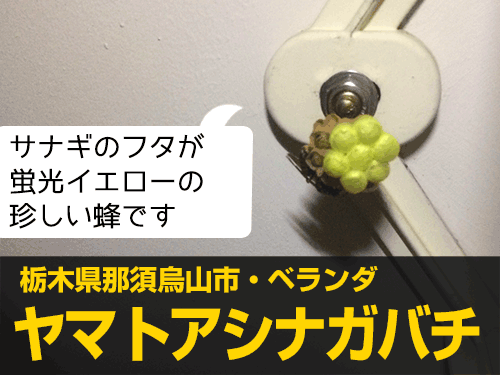 蜂や蜂の巣の駆除実績