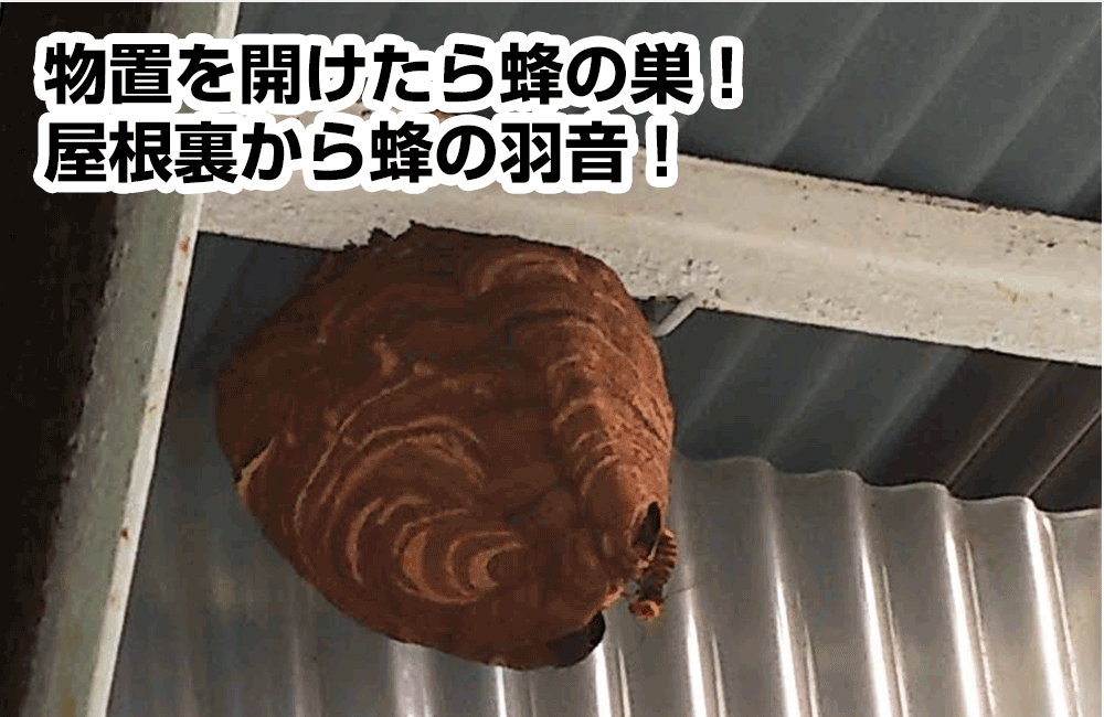 屋根裏・床下・物置・屋外収納・別荘で発見した大きな蜂の巣