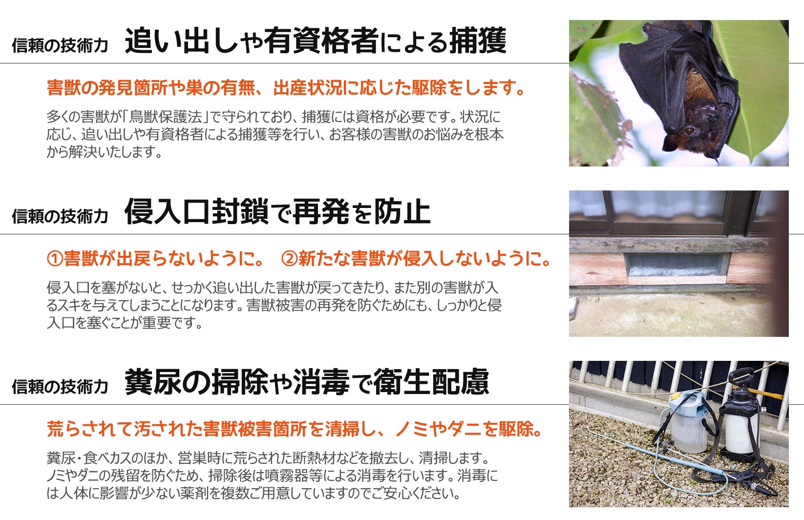 コウモリなどの害獣駆除の安心と信頼の技術力