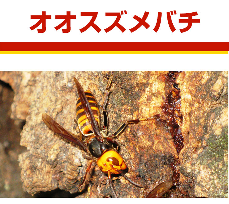 オオスズメバチ