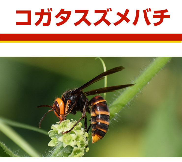スズメバチ(コガタスズメバチ)