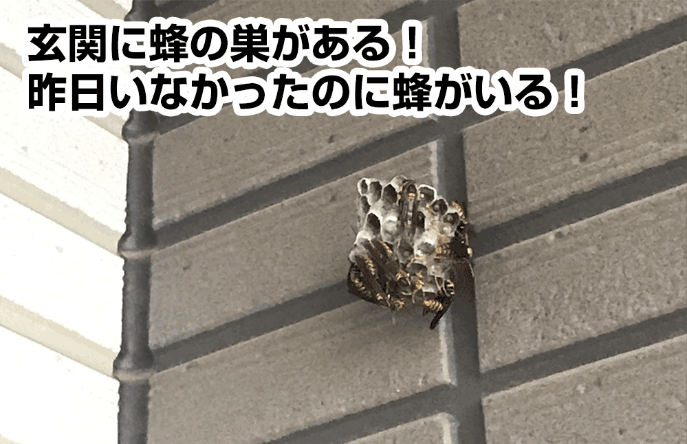 玄関先・軒先・駐車スペース・窓枠で発見した小さな蜂の巣